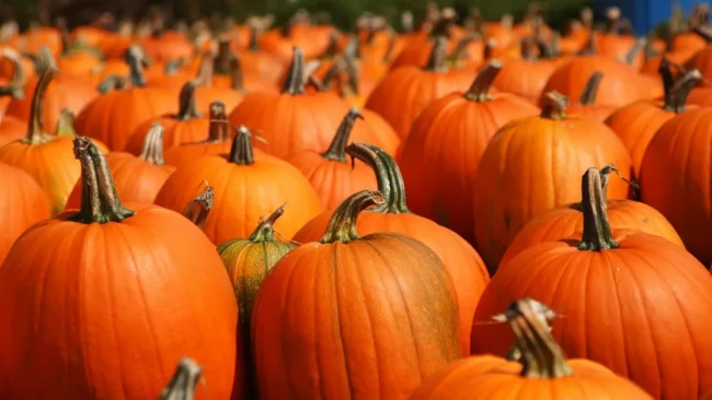 Grossi Family Farm Pumpkin Patch in Novato, California