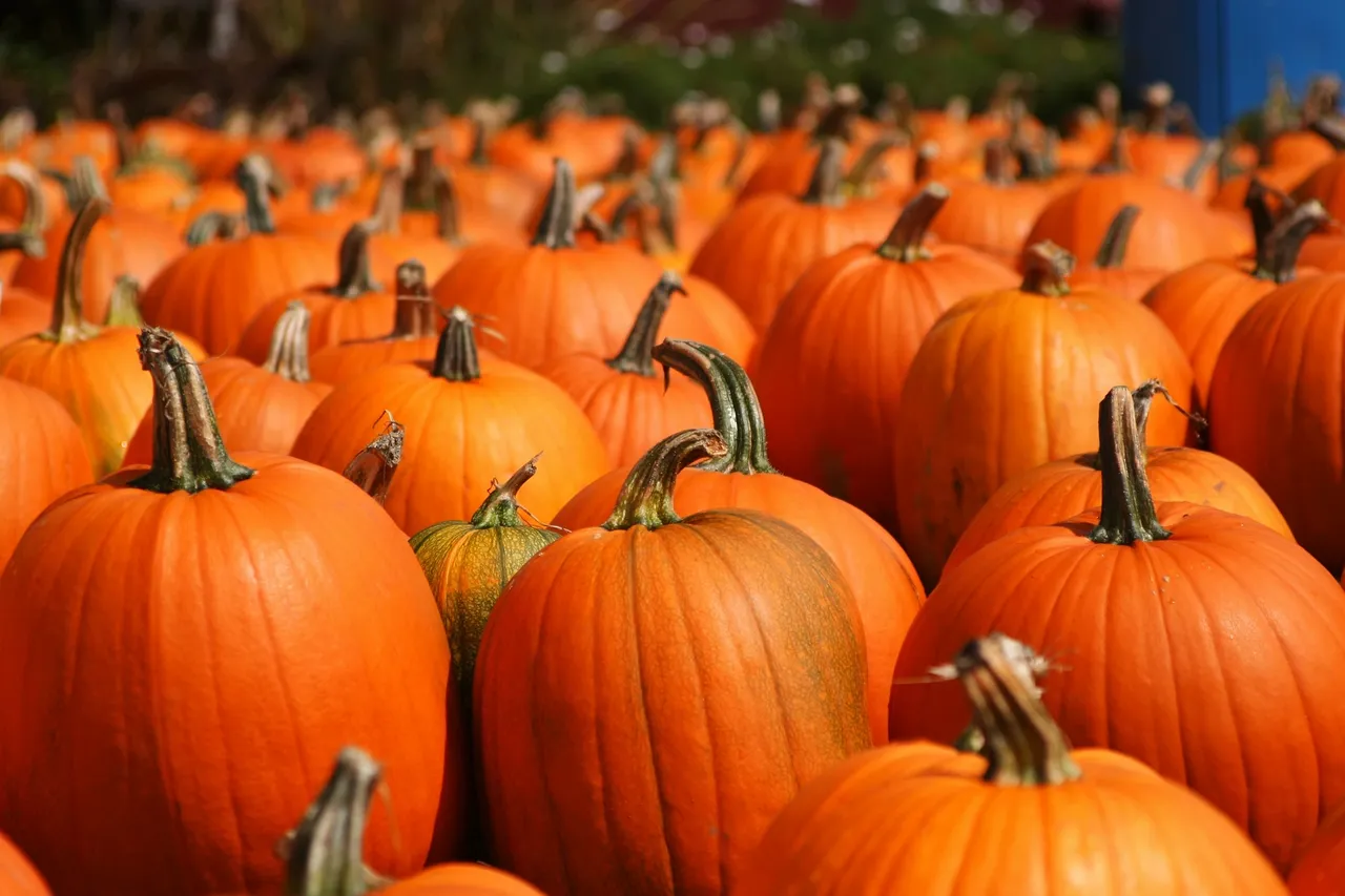 Grossi Family Farm Pumpkin Patch in Novato, California